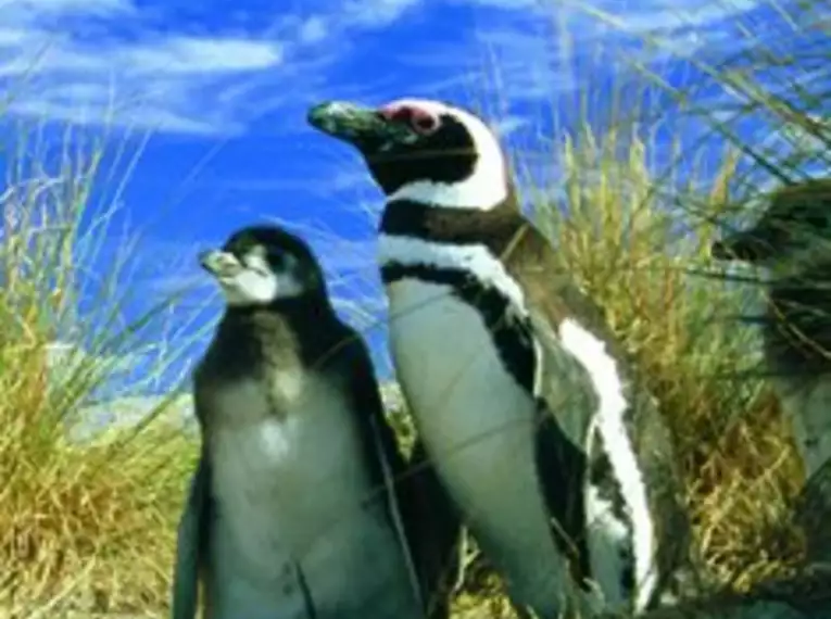 Patagonien erkunden: Faszinierende Abenteuer in Chile und Argentinien