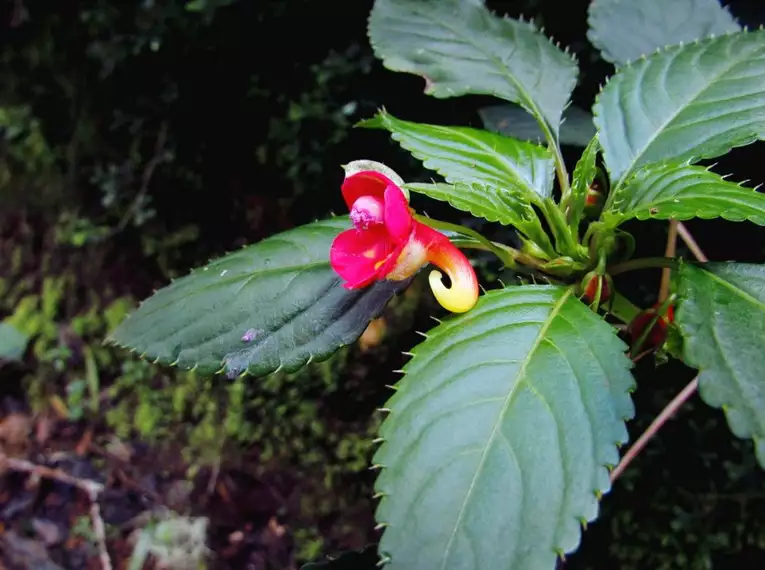 Kilimanjaro: Machame-Route (Southern Cicuit)