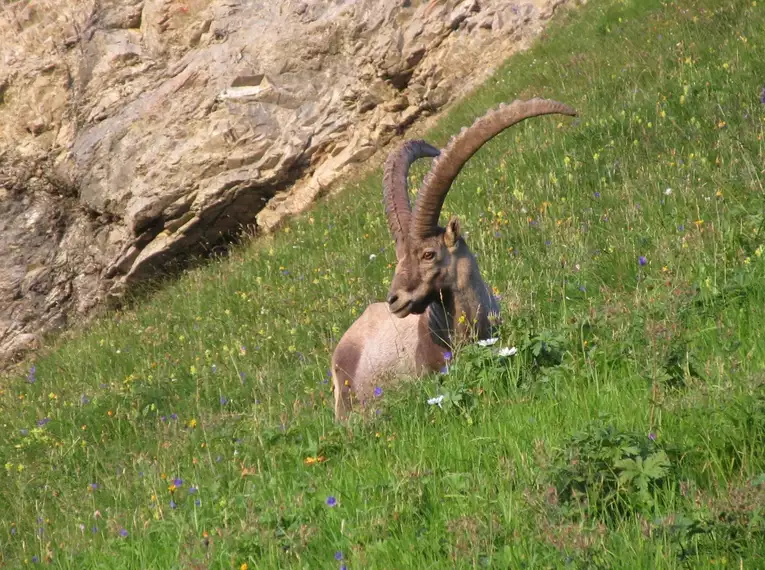 Steinbock-Wanderwoche im Allgäu